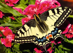 Ravensburger: Puzzle - Puzzle Highlights - Colorful Animals - Butterfly